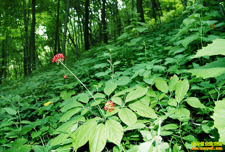 �˹���ֲ���²�