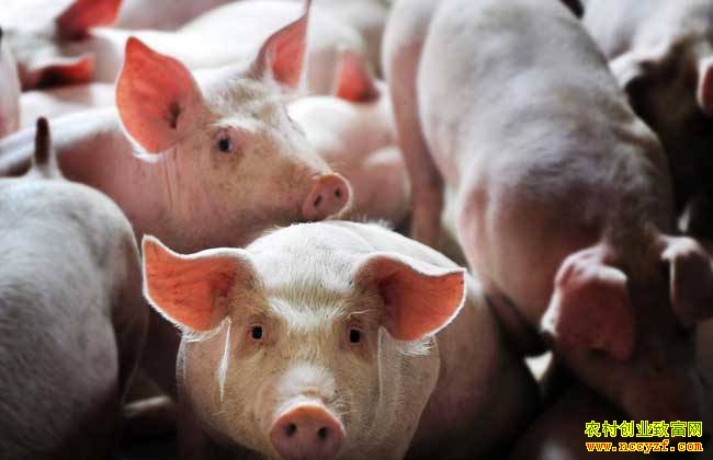 ��������׬Ǯ������Ť��Ϊӯ����������