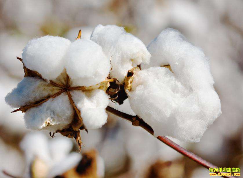 2019��ȫ���޻���ֲ���С������ δ�����޼۸�����Ԥ��