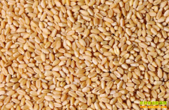 С���⼸��������� �˴�С��۸��µ���ʲôԭ��