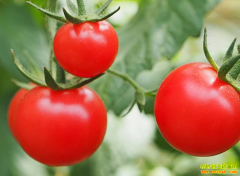 ��������Ӧ���ս����� �۸����齥���ع�