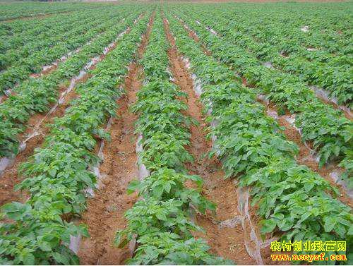 2019����������Ԥ�⣺���������������� ��ֲ����ʱ�۲��г�����