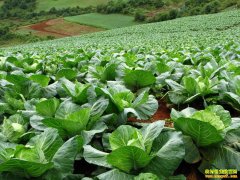 �������� �߲˼۸��ձ����