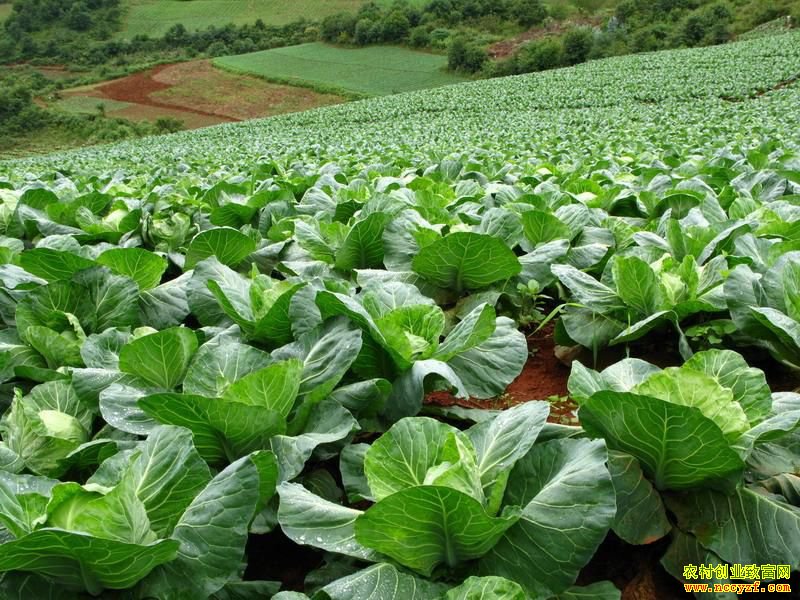 �������� �߲˼۸��ձ����