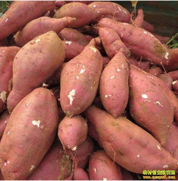 ɽ���޳���𥿪31��������ũ��Ʒ ����ɽ��������