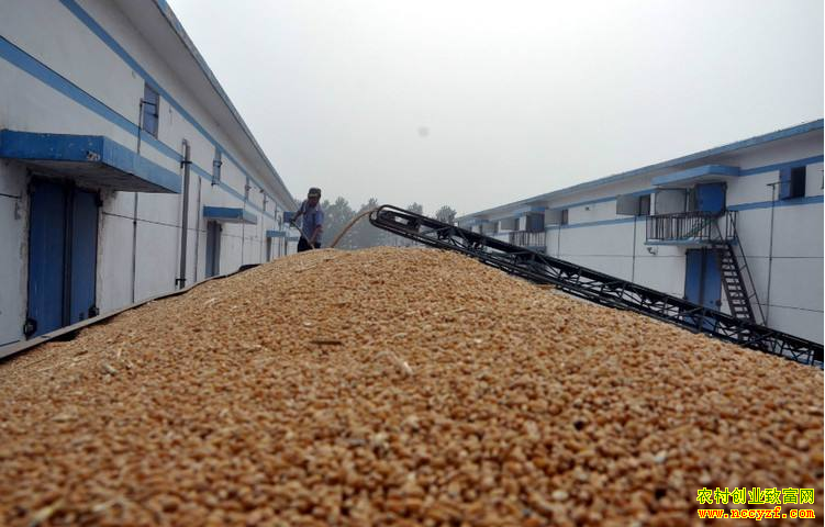 小麦价格短期内趋稳 长期价格受新小麦上市影响