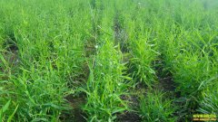 ��ֲ���׬Ǯ�𣿹��������Ĵ�����ũ���ֲ��������Ч��