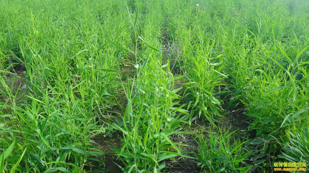 ��ֲ���׬Ǯ�𣿹��������Ĵ�����ũ���ֲ��������Ч��