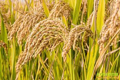 ���׼۸�����»� ũ�������������龡�����