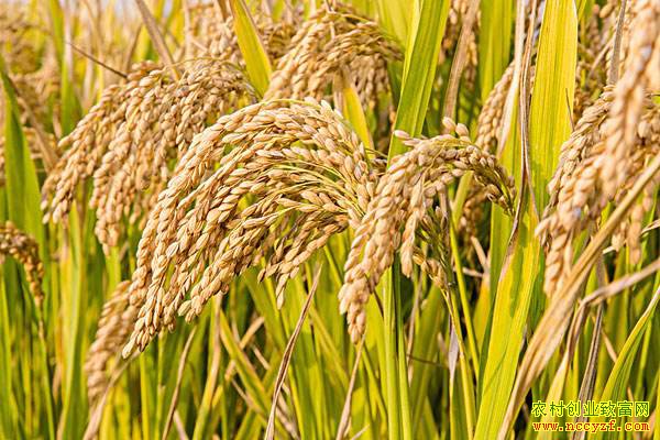 ���׼۸�����»� ũ�������������龡�����