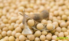 2019��11�´󶹼۸�����Ԥ��