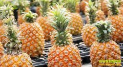 菠萝大量上市 南北菠萝价格一涨一跌差别大