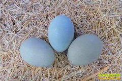 �ද�Խ�㡰������ �����������¸��Ķ����辶����