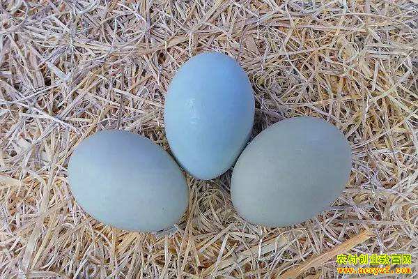 �ද�Խ�㡰������ �������¸������������辶����