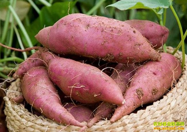 �����۸���٣���ֲ����׬Ǯ��2019�������ֲǰ���������