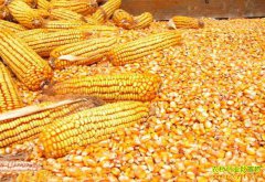 ���׼۸�������ǵ�ԭ�� ����ʦԤ��6��������������