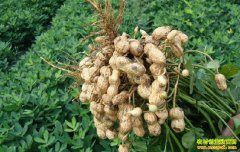 �����۸��������鱻���� �������ֻ��������