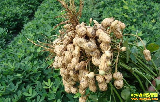 �����۸��������鱻���� �������ֻ��������