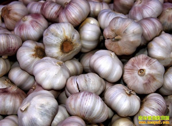 现在大蒜多少钱一斤?供应量减少大蒜价格上涨
