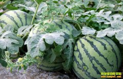 ���ϼ۸��ߺ�Ѹ�ٻ��� 8�»���ַ���