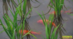 �����ۺ�������Щģʽ�ܡ�һˮ��Ӯ����