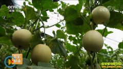 [ÿ��ũ��]���������ÿ��óԵ����Ч���