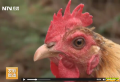 [�Ƽ�Է]�ӱ��޻��������󣺹ؽ��ս����� ��Ϊ��ֳ̫�м�