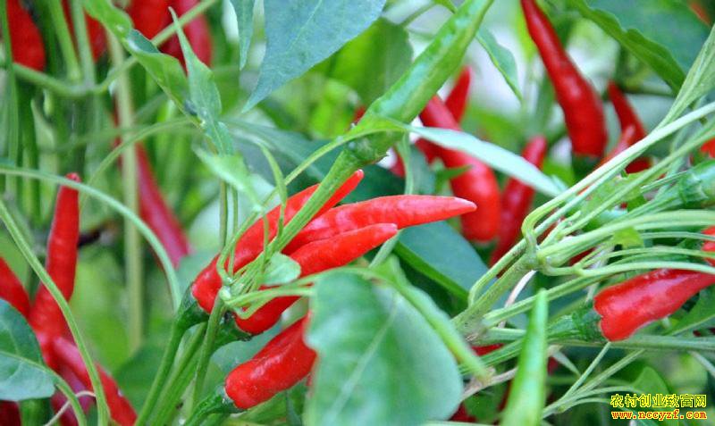 �������������� ר��Ԥ��ʮ��ǰ�����۸񲻻����