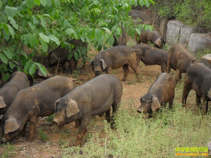 �Ĵ����س�С�շ��紴ҵ�����ֹ���