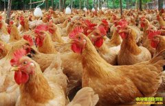 ������ֳ����������� ë���г���������