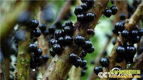 [�¸���]�Ƹ����������� ���ݵ���ɭ��ֲ�α���7������400��Ԫ