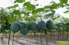 �Ĵ�����������������ֹ��� �¸�������