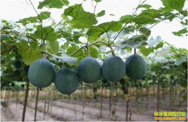 �Ĵ�����������������ֹ��� �¸�������