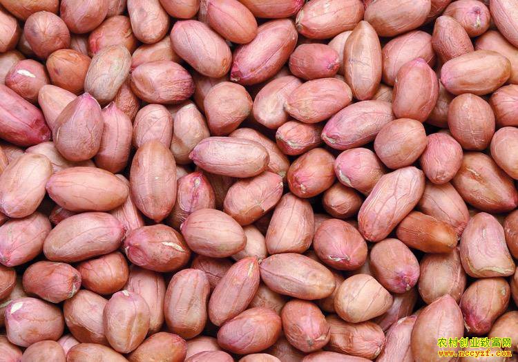 上半年花生价格强势上涨 秋季新花生上市或拉低价格
