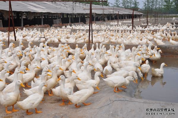 ��Ѽ�۸����ߵ� ר�����ѽ�������