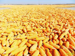 ���׼۸��������� �������ǿ����Բ���