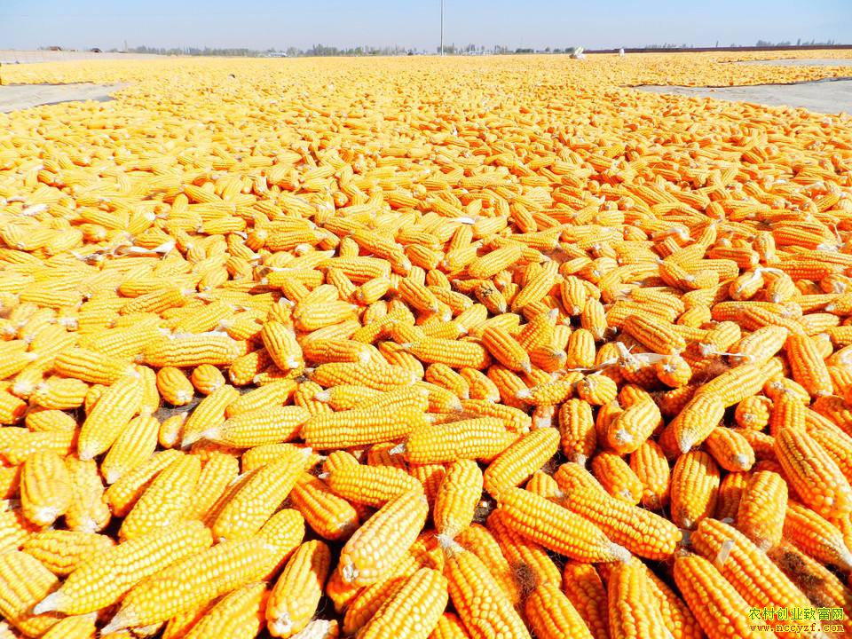 玉米价格旺季不旺 后期上涨可能性不大