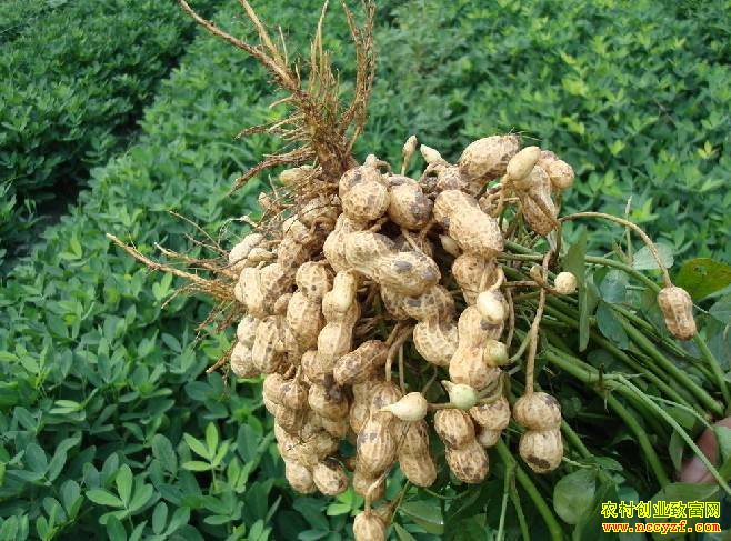 2019年花生行情预测:新花生即将上市 长势较好市场可期