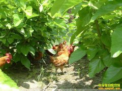 ɣҶι�������ײ���ֲ��ע����Щ�����̺��̻�