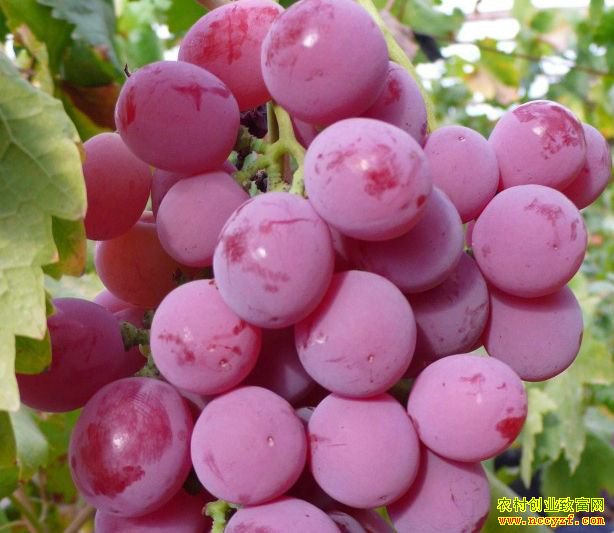 ϸ����Щ�����ˮ����ֲƭ�֣�ũ������Ҫ�����ˣ�