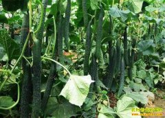 ��ظ��²��� �ƹϼ۸���Ծ�ԡ�����