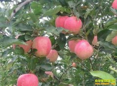 ����ƻ��½������ �������к�ƻ���۸�����