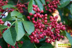 �����۸�Ϊʲô��