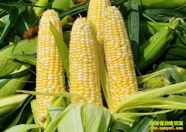 ��ֲˮ������ÿĶ��������Ԫ����һ���Կ�����