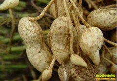 �»������м۸��������� ����ʦ�����ڻή