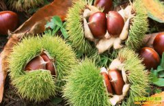 �������������ô������ֲ������׬Ǯ��