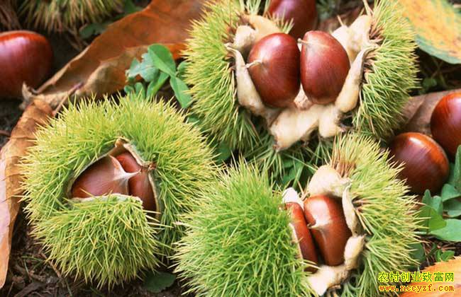 �������������ô������ֲ������׬Ǯ��