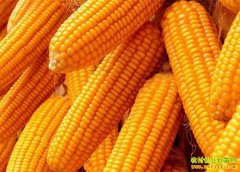 �¼����׼������м۸���µ� ר��Ԥ��δ�����׼۸�����