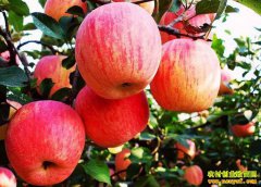 ����ƻ������Ԥ�⣺ƻ�������ڼ� ��ƻ�����ɡ�������ǰ