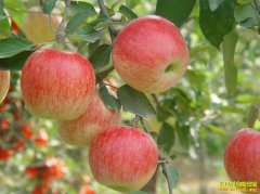 ����ƻ�����У����������Σ�ƻ���۸����˵��ˣ�